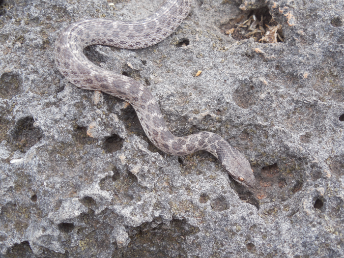 Clarion nightsnake in Mexico