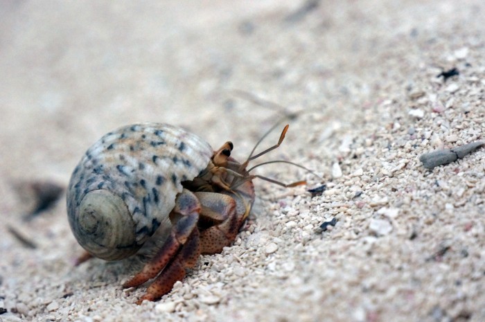 Hermit crab, Carrie Bow Cay, Belize