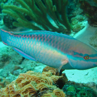 Princess parrotfish