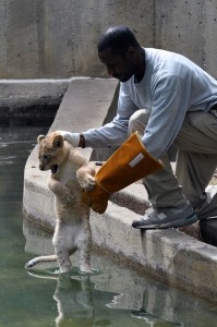 Saffoe administers a swim reliability test to an unwilling lion cub. (Photo by Jen Zoon)