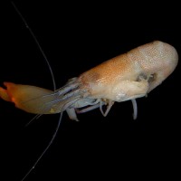 Snapping shrimp