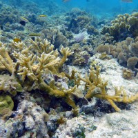 Staghorn coral, Carrie Bay Cay Marine Station, Belize