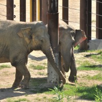 Asian elephants Kamala and Swarna at the National Zoo