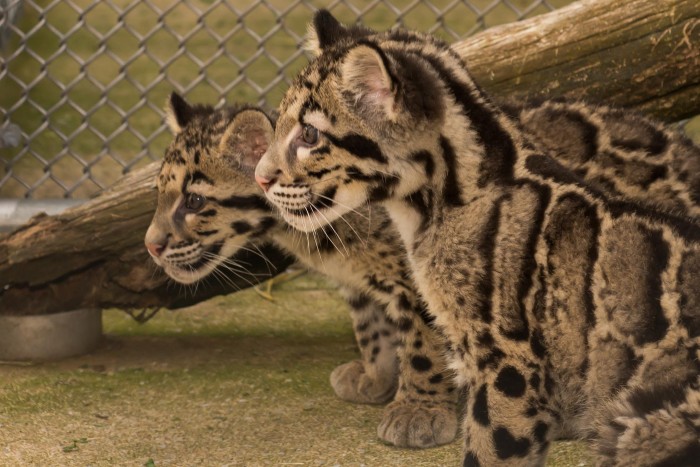 Clouded leopard cubs born at the Smithsonian Conservation Biology Institute in 2013. (Photo by Connor Mallon)