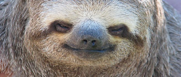 Celebrate Sloth Week at the Smithsonian