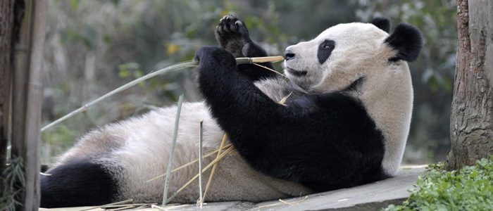 Are pandas the Bitcoin of the natural world?