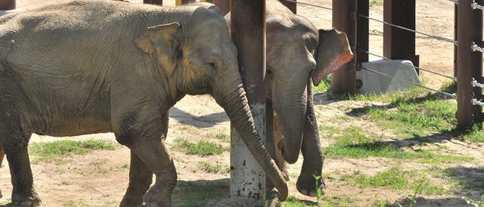 The newest residents of Elephant Trails take a stroll