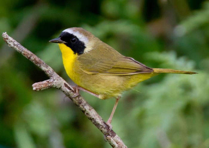 Male common yellowthroat warbler (Photo by Dan Pancamo)