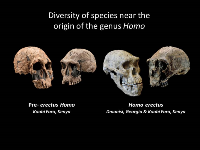 These fossil skulls, representing pre-erectus Homo and Homo erectus, exhibit diverse traits and indicate that the early diversification of the human genus was a period of morphological experimentation. In July 2014, Smithsonian paleoanthropologist Richard Potts and a team of researchers analyzed new scientific data and concluded that the ability of early humans to adjust to changing conditions ultimately enabled the earliest species of Homo to vary, survive and begin spreading from Africa to Eurasia 1.85 million years ago. July 3, 2014