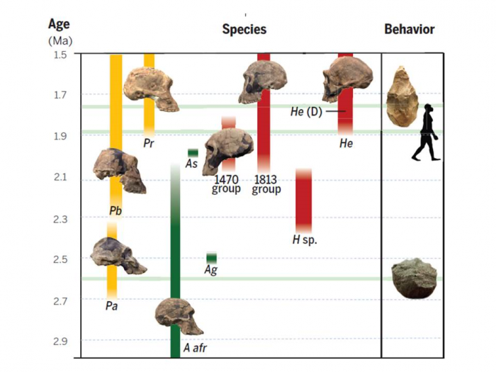 This chart depicts hominin evolution from 3.0-1.5 million years ago and reflects the diversity of early human species and behaviors that were critical to how early Homo adapted to variable habitats, a trait that allows people today to occupy diverse habitats around the world. In July 2014, Smithsonian paleoanthropologist Richard Potts and a team of researchers analyzed new scientific data and concluded that the ability of early humans to adjust to changing conditions ultimately enabled the earliest species of Homo to vary, survive and begin spreading from Africa to Eurasia 1.85 million years ago. (Courtesy of Antón, Potts and Aiello (2014), Science 345(6192).)