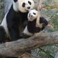 Mother and baby panda