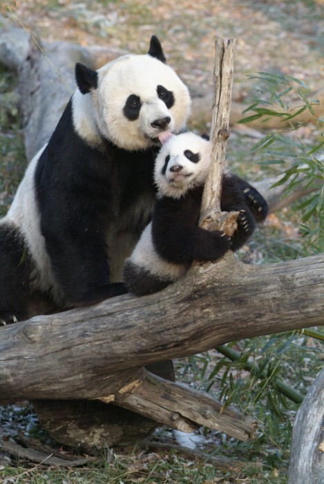 Mother and baby panda