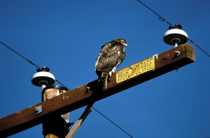 A rough-legged hawk uses a power line pole to survey the landscape for food at the Bosque del Apache National Wildlife Refuge in New Mexico. (By John and Karen Hollingsworth, USFWS)