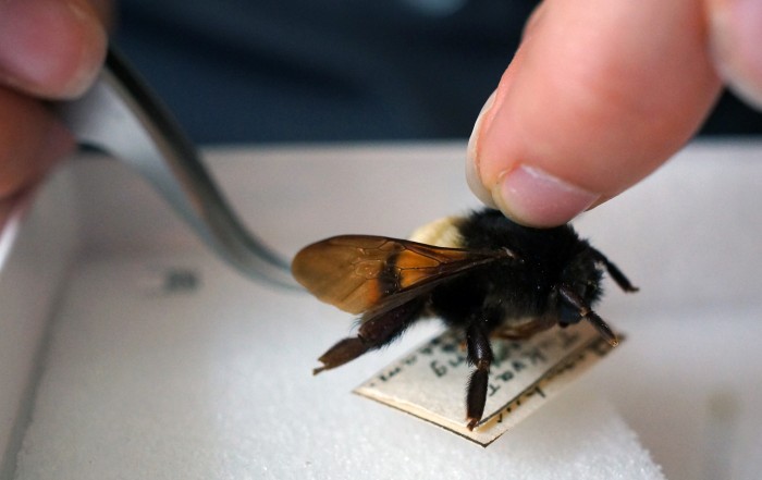 Volunteers are painstakingly transcribing the tiny labels affixed to the thousands of bumble bees in the Smithsonian's entomology collection. Photo by John Gibbons)