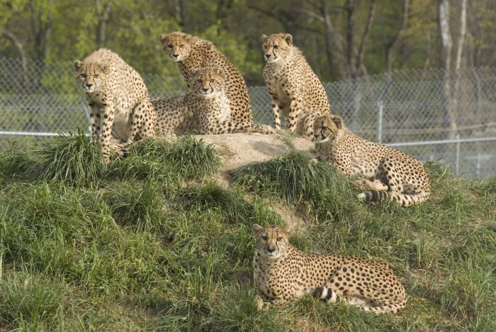 Cheetah family group at the Smithsonian Biology Conservation Institute, including Amani and 11-month-old cubs on April 8, 2012. (Photo by Lisa Ware)
