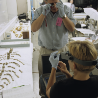 anthropologists Douglas Owsley and Kari Bruwelheide examine the ancient skeletal remains of Kennewick Man during 16 days of study in 2005 and 2006. (Photo by Chip Clark)