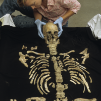 anthropologist Kari Bruwelheide arranges Kennewick Man’s remains, which revealed that he was tall for his time and used his wide-bodied frame to navigate the Pacific northwest coast as a traveler and hunter of marine mammals. (Photo by Chip Clark)