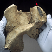 A stone projectile point embedded in Kennewick Man’s right hip gave researchers the first clue that he belonged to an ancient human population; the spear point likely became lodged following an adversarial encounter.(Photo by Chip Clark)