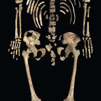 The exceptionally well-preserved skeleton of Kennewick Man is represented by nearly 300 bones and bone fragments. (Photo by Chip Clark)