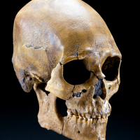 The morphology of the skull and long bones led National Museum of Natural History researcher Douglas Owsley and his colleagues to conclude that Kennewick Man likely shared ancestors with Asian coastal groups, including deep connections with the predecessors of contemporary Polynesians. (Photo by Chip Clark)