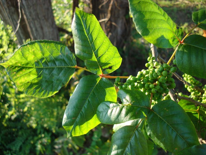 The fruit of poison ivy, called drupes, are an important food source for birds. (Photo by Flickr user Zen Sutherland)