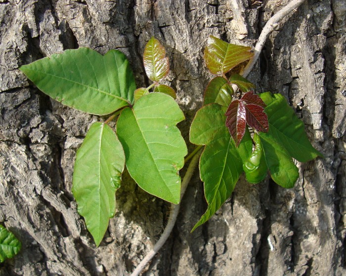 Poison ivy. (Photo by Flickr user Zen Sutherland)