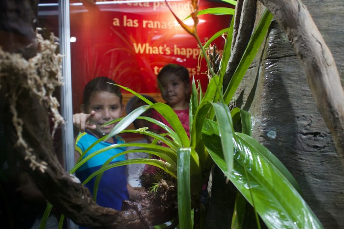 Young visitors spot a glassfrog on a bromeliad at the new frog exhibition at Punta Culebra Nature Center in Panama. (Photo by Brian Gratwicke)