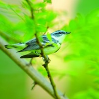 Neotropical migrants, such as the cerulean warbler, breed in North America and winter south of U.S. borders. Their conservation requires international cooperation to protect habitats throughout their ranges in North America, as well as Central and South America and the Caribbean. (Photo by Gerrit Vyn)