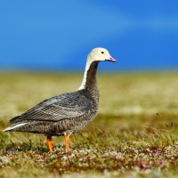 Emperor geese and other coastal species have been squeezed into strips of shrinking degraded habitat due to development and pollution. Wildlife refuges, however, have helped increase the populations of dozens of coastal species by 28 percent since 1968. (Photo by Gerrit Vyn)