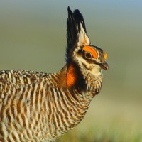 Desert and sagebrush habitats in the West have the steepest population declines of breeding birds in the nation—a 46 percent loss since 1968. However, the nearly 40 percent loss in grassland birds, like this greater prairie-chicken, has leveled off since 1990 due to conservation. (Photo by Gerrit Vyn)