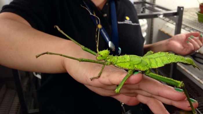 A jungle nymph at the O. Orkin Insect Zoo. Heteropteryx dilatata, also known as Malaysian stick insect, Malayan jungle nymph, or Malayan wood nymph, is a large member of the Phasmatodea order of so-called stick insects. The jungle nymph is commonly kept in captivity, where it lives up to two years. (Photo via SeriouslyAmazing.com)