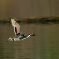 conservation, according to The State of the Birds 2014 report. For many species in protected wetlands, population declines have been reversed. There are species, however, such as the northern pintail, that are still declining and require stronger conservation efforts. (Photo by Gregory Lis)