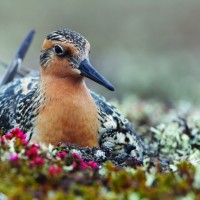 The State of the Birds 2014 report found that red knots and other shorebirds are among the most threatened groups in the U.S. More than half of U.S. shorebird species are on the report’s Watch List—a list of 230 species that are currently endangered or at risk of becoming endangered without significant conservation.