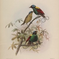 Cicinnurus respublica. Elliot, Giraud Daniel. A Monograph of the Paradiseidae. http://biodiversitylibrary.org/page/44792828