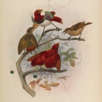 Cicinnurus regius. Elliot, Giraud Daniel. A Monograph of the Paradiseidae. http://biodiversitylibrary.org/page/44792836