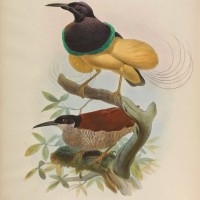 Seleucidis melanoleucus. Elliot, Giraud Daniel. A Monograph of the Paradiseidae. http://biodiversitylibrary.org/page/44792862