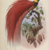 Paradisaea raggiana. Elliot, Giraud Daniel. A Monograph of the Paradiseidae. http://biodiversitylibrary.org/page/44792727