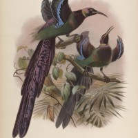 pimachus ellioti (named after Elliot). Elliot, Giraud Daniel. A Monograph of the Paradiseidae. http://biodiversitylibrary.org/page/44792854