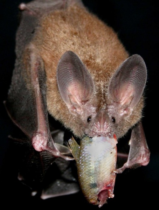 A fringe-lipped bat, Trachops cirrhosis, with its fish reward (Photo: Sean Mattson/ STRI)