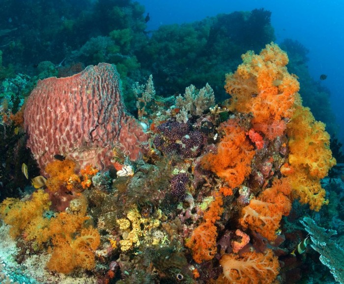 Corals, sponges and seaweeds cover most of the surface of many coral reefs. (photo by Wolcott Henry via the National Museum of Natural History's Ocean Portal.com)