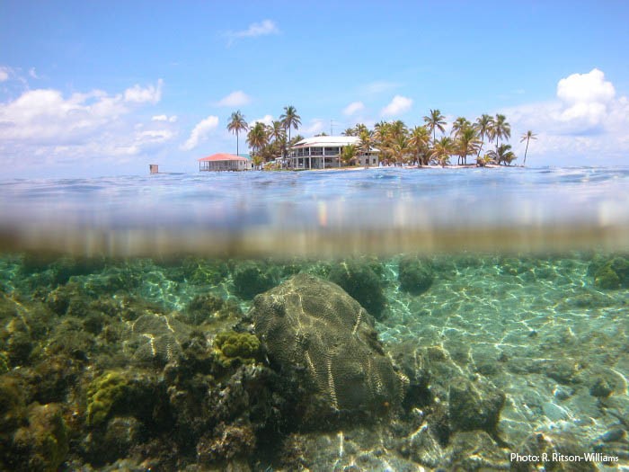 Carrie Bow Cay, Belize, as seen from below the waterline. (Photo by R. Ritson-Williams)