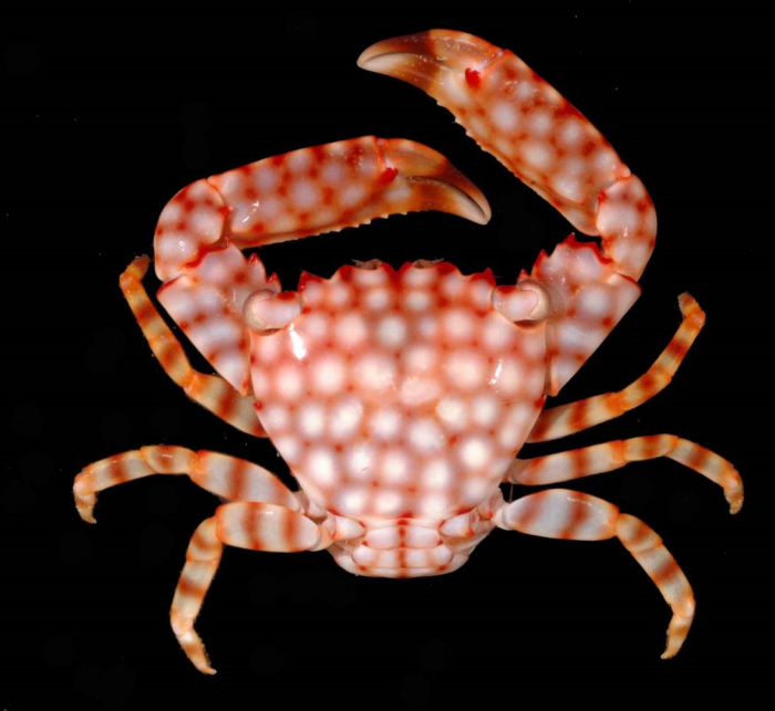 When scientists removed the largest species of the guard-crabs, “Trapezia flavopunctata” (shown here), from the path of an army of predator sea stars, the effects were dramatic; corals without guard-crabs, or with other species of guard-crab, were eaten—usually overnight. (Photo courtesy Seabird McKeon)
