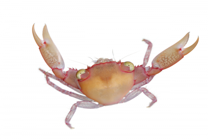 Small and large crabs belonging to “Trapezia serenei”(above) proved to be effective coral defenders against a range of predators; the smaller crabs protected the coral from Drupella snails while the larger crabs honed in on mid-sized sea stars. (Photo copyright David Liittschwager)