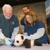 Wayne Clough assists Suzan Murray with a physical examination of giant panda cub Bao Bao.