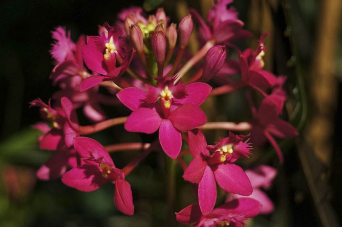 Epidendrum-Pacific-Fantasy-