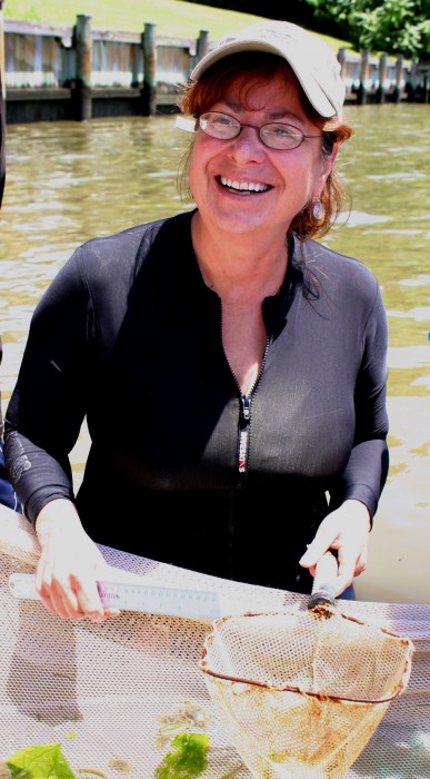 Denise Breitburg samples for fish in the Rhode River (Tina Tennessen/SERC)