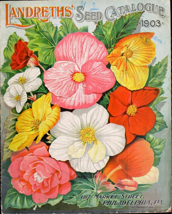 David Landreth founded the oldest seed house in the U.S. in 1784 in Philadelphia. Landreth's Seed Catalog: 1903. http://biodiversitylibrary.org/page/46368234. Digitized by the USDA National Agricultural Library.]