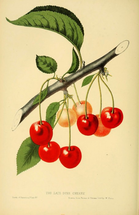 The Fruits of America (1848-56) by Charles Hovey is the first major American book with exclusively chromolithographed plates. http://biodiversitylibrary.org/page/20359525.