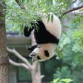 Giant panda Bao Bao celebrates her first birthday at the Smithsonian's National Zoo, Aug. 23, 2014. (Photo via Smithsonian's National Zoo)