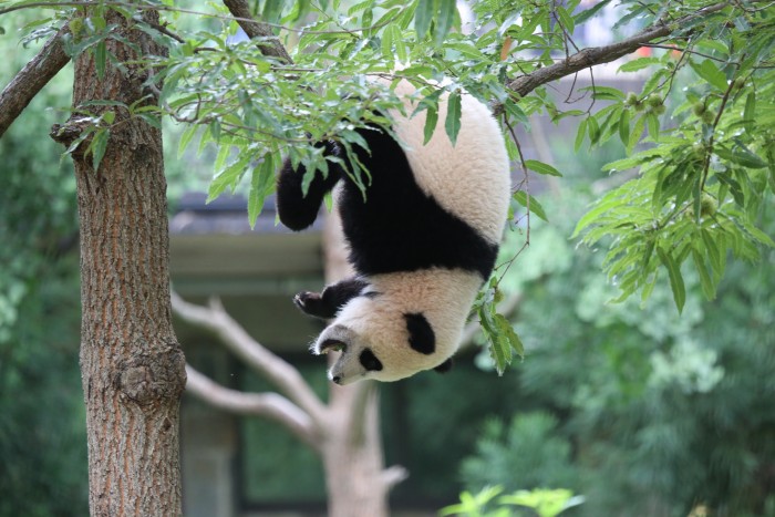 Bao Bao: All the feels